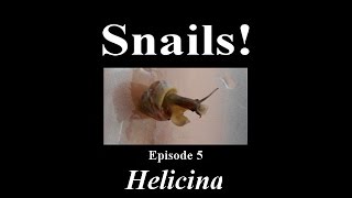 Snails Helicina in Naples FL  Ep 5 [upl. by Rosalie]