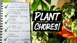 PLANT CHORES MARATHON  Repotting and propagation  Alocasia amp Philodendron [upl. by Ibrab264]