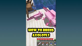 Axolotls Dance Breed Axolotls in Minecraft shorts [upl. by Ihcehcu]