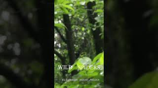 Wild Spiders in Bangladesh shorts wildlife spiders nature 2024 [upl. by Jala]