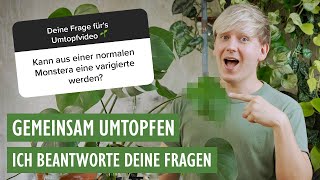 Gemeinsam umtopfen 🤍 Ergrünte Monstera panaschierte Alocasia retten Babypflanzen umtopfen amp mehr [upl. by Safire711]