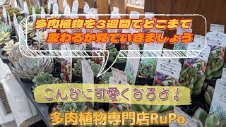 【多肉植物を3週間でどこまで変わるか見ていきましょう！】 こんなに可愛くなるよ♬🔰 多肉植物専門店RuPo [upl. by Kreindler]