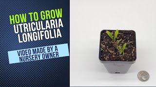 How to Grow and Propagate Utricularia Longifolia Carnivorous Plant Grow Guide [upl. by Herrington444]