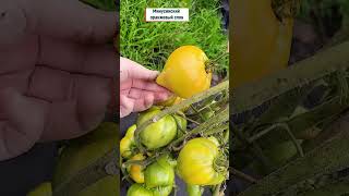 Эти сорта томатов завалят урожаем урожай огород plants tomato томаты [upl. by Ocana277]