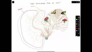 Phylogenetic Trees [upl. by Corydon]