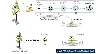 Haploid Plants Production إنتاج النباتات الأحادية [upl. by Philbin]