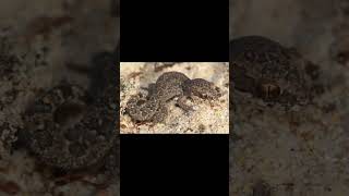 RingNecked Spitting Cobra and Spotted ThickToed Gecko [upl. by Eissen]