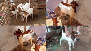 CRIAÇÃO DE CABRAS BOER NO CARIRI PARAIBANO REBANHO RODRIGUES [upl. by Eifos592]