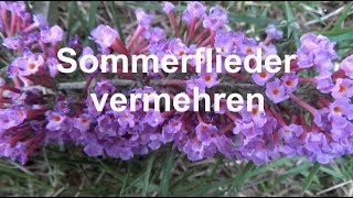 Sommerflieder vermehren Ableger Stecklinge machen Buddleja Schmetterlingsflieder [upl. by Balthasar36]