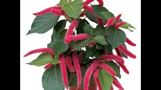 Growing the Chenille Plant Acalypha hispida [upl. by Yrehc635]