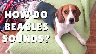 How do BEAGLES sounds Puppy Beagle howling and Barking [upl. by Nnahgem]