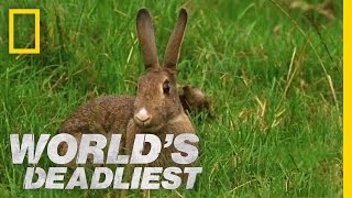 Stoat Hypnotizes Rabbit  Worlds Deadliest [upl. by Kalina862]