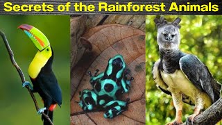 Secrets of the Rainforest Wildlife and Wonders about animals [upl. by Worth225]