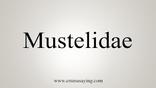 How To Say Mustelidae [upl. by Rothmuller975]