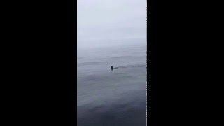 14 foot Great white shark near bodega bay [upl. by Eybba]