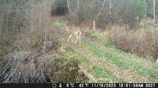 Tomahawk Trail Camera Nov 1222 2023 The forgotten Camera [upl. by Neltiac]