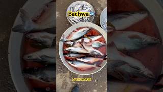 Bihari deshi machi fish deshifish shorts fishing ytviral bihar [upl. by Rafter688]