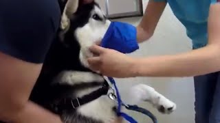 Misunderstood Alaskan Malamute Gets Muzzled After He Scares Veterinarian [upl. by Ilan646]