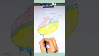 Thalamus Nuclei anatomy thalamus neuroanatomy [upl. by Phene]