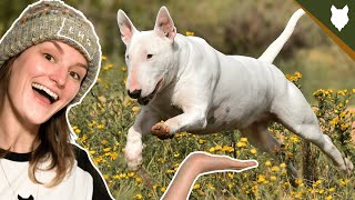 BULL TERRIER WITH CHILDREN AND PETS [upl. by Bradney981]