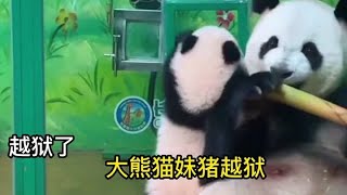 Giant Panda Zhumei Escaped from Prison Startled Mom panda [upl. by Anirad491]