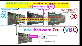 Peripheral V1 Saliency Central V1 Recognition Recurrence and the Bottleneck [upl. by Ludvig]