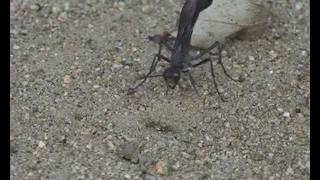 Wasp Laying Eggs in a Caterpillar [upl. by Ordisy716]