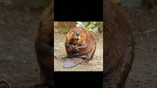 🇺🇸 American Beaver Castor canadensis in Beaver Family Castoridae  Observed in Description [upl. by Nitsyrc]