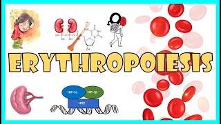 Erythropoiesis Steps in RBC formation Regulation of Erythropoiesis Lifespan amp Destruction of RBC [upl. by Monafo]