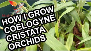 How to grow Coelogyne Cristata Orchid 86 [upl. by Valoniah]