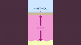 Does Retinol Thin the Skin  Yes and No [upl. by Brindle]