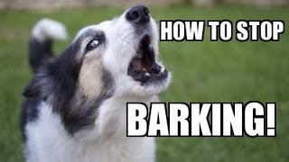 How to TEACH ANY DOG to STOP BARKING Humanely Effectively and Naturally [upl. by Tiffi]