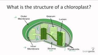 411 What is the structure of a chloroplast [upl. by Natsirhc]