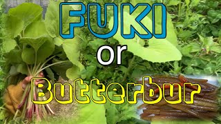 How to cook FUKI or BUTTERBURSide Dishふきの作り方 161 [upl. by Adaynek495]