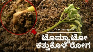 Collar RotDamping offWilt in Tomato symptoms amp Control measures ಕತ್ತುಕೊಳೆ ರೋಗ  Dr A Venugopal [upl. by Teriann]