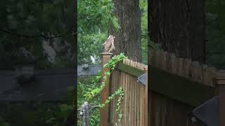 Red Tailed Hawk perched on our fence during tropical storm Debby [upl. by Inan]