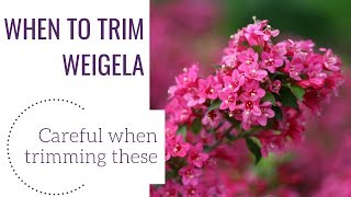 When to Trim Weigela  wwwgardencrossingscom [upl. by Desdee]