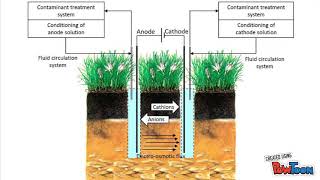 phytoremediation [upl. by Alleyn]