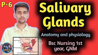 Salivary glands  salivary glands anatomy bsc nursing 1st year  anatomy and physiology  GNM [upl. by Mcgannon]