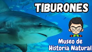 ¡Vimos Tiburones En el Museo de Historia Natural tiburones [upl. by Nodyroc518]