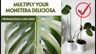 Monstera Deliciosa Propagation and Detailed Care Guide for Swiss Cheese Plant [upl. by Yltnerb]