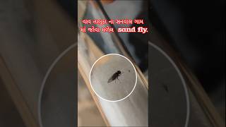 sand fly live વાવ તાલુકા ના સનવાલ ગામ માં જોવા મળેલ sand fly chandipuravirus sandfly [upl. by Aihsetel]