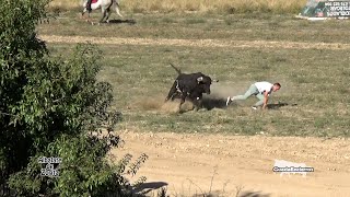 Vaya susto mas grande Encierro campo de Albalate 25092023 GuadaEncierros [upl. by Ranita]