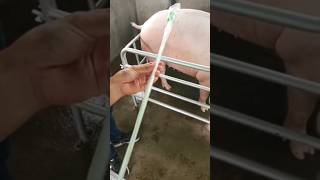 Inseminación artificial de cerda 🐷cateter espiral  nilipara  multipara  postcervical [upl. by Stewardson]