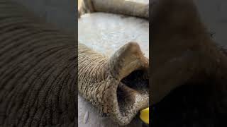 African elephants eat bananas like pythons do [upl. by Pani]