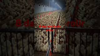 8 day stat brolir chiks w8 viralvideo poultryfram chickenfarm chicken poultry chickenfarmbusi [upl. by Oigile]