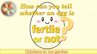 How to tell whether an egg is fertilised or not [upl. by Federica]