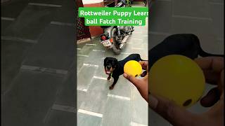 Rottweiler Puppy Learn ball Fatch Training session 436 shorts [upl. by Groos]