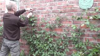 How To Train Clematis on Wires on a Wall [upl. by Krishna]