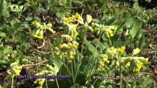 Cowslip  primula veris  Echte Sleutelbloem [upl. by Venterea]